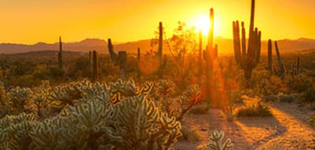 Phoenix picture