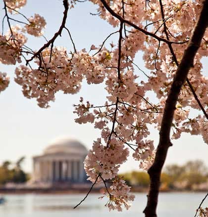 Pink cherry blossoms frame the Jefferson Memorial across the water under a clear sky.